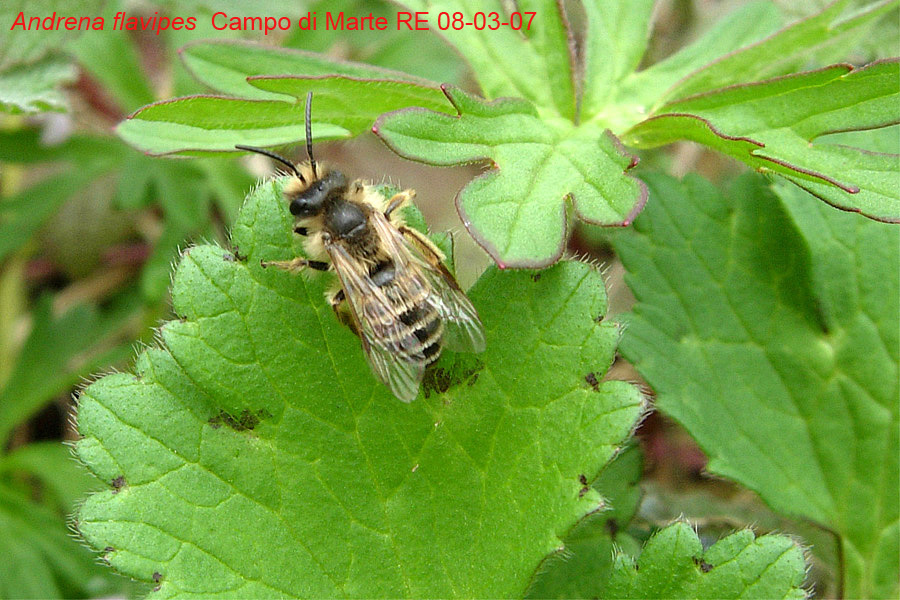 Tre Andrena